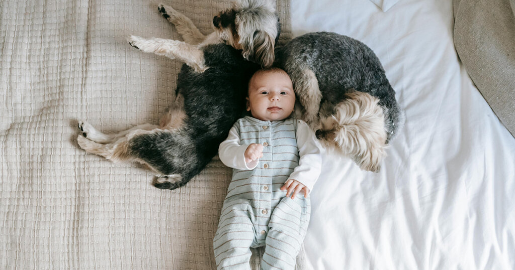 Morkies resting on bed near infant