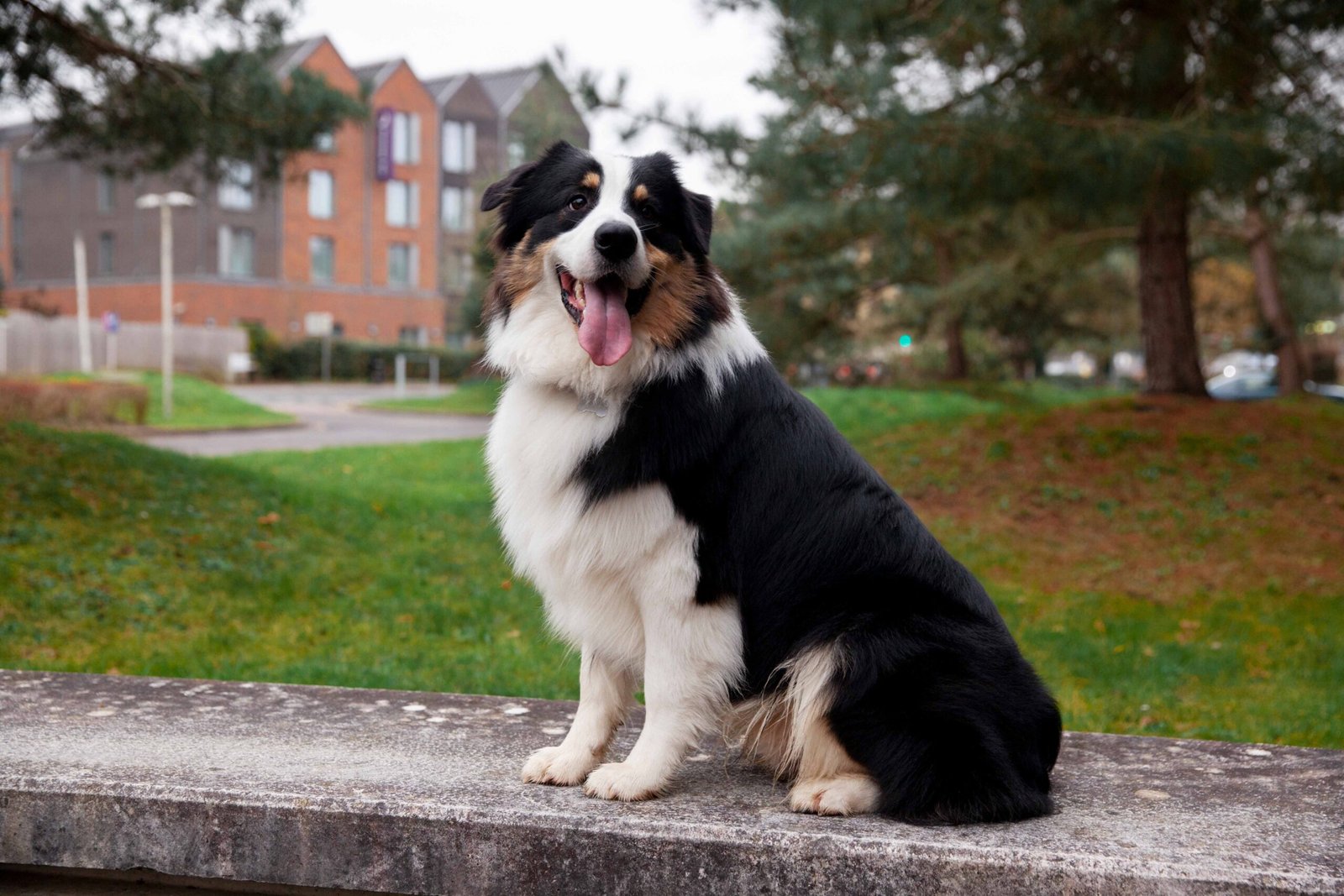 beautiful-border-collie-dog-havin-fun-outsde