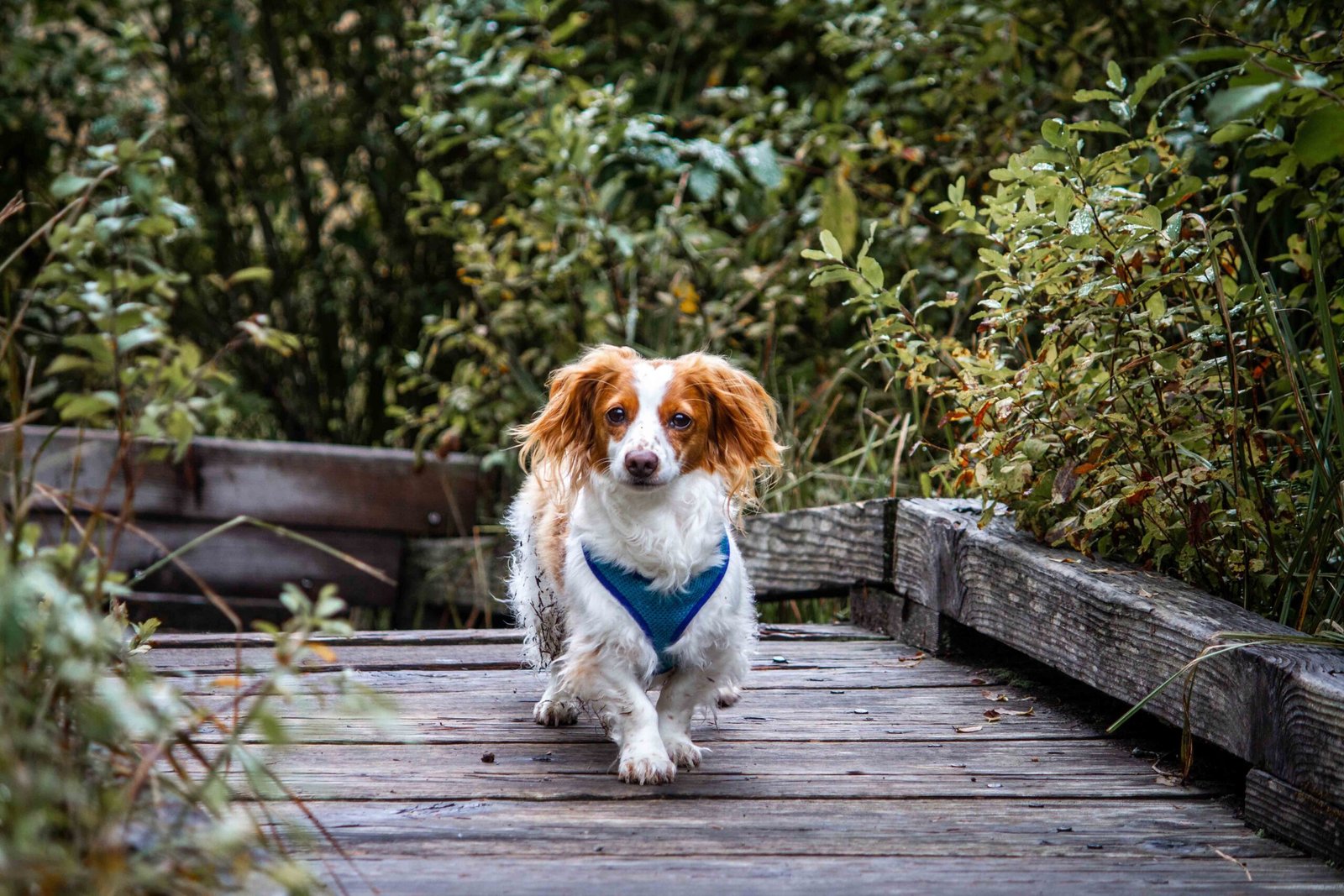 How to Add a Quick-Release to Your Dog's Prong Collar 7 beautiful-shot-cute-chi-weenie-dog-walking-wooden-pathway