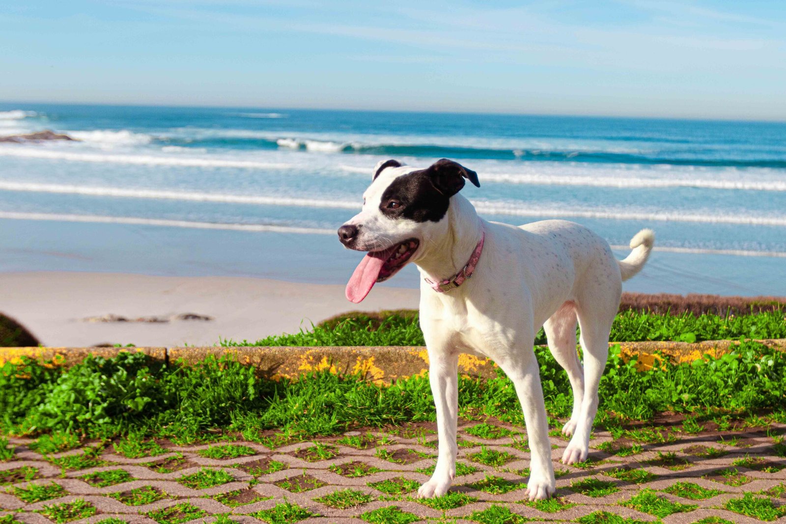 closeup-shot-black-white-russell-terrier-beach