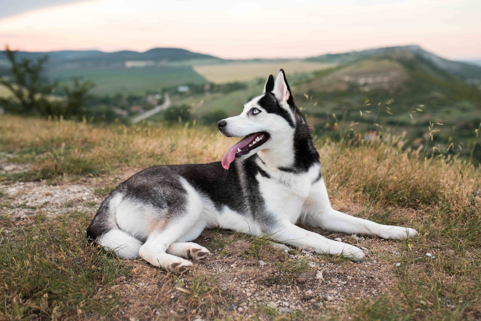 cute-husky-sitting-grass