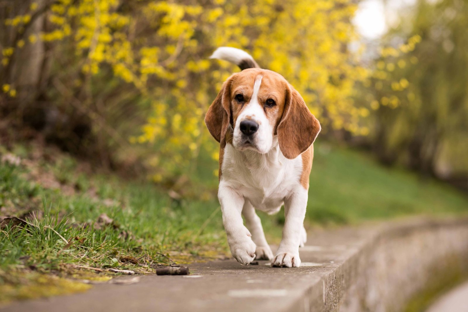 How to Prevent & Treat Prong Collar Injuries 8 dog-walking-autumn-park-happy