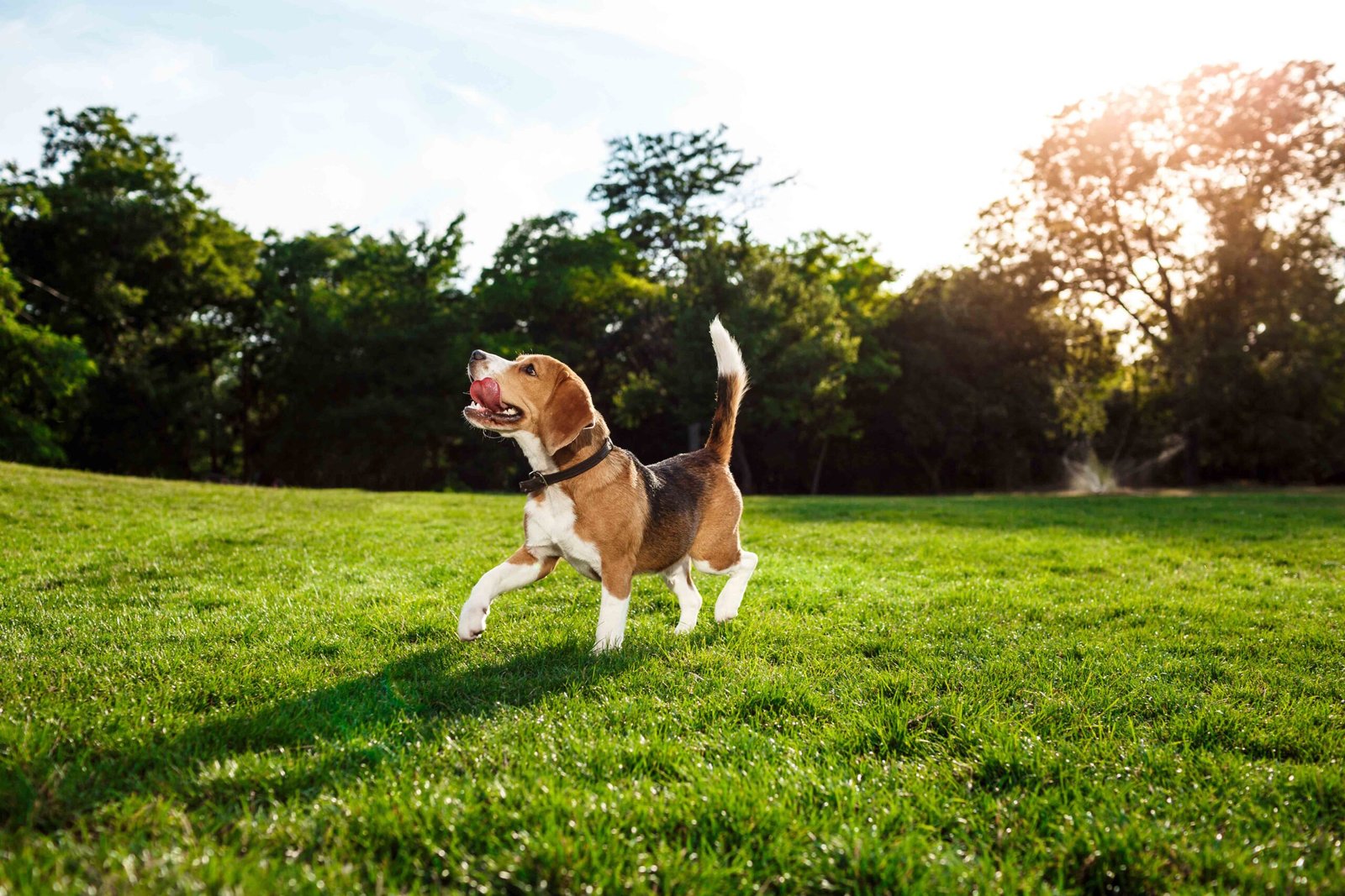 funny-happy-beagle-dog-walking-playing-park