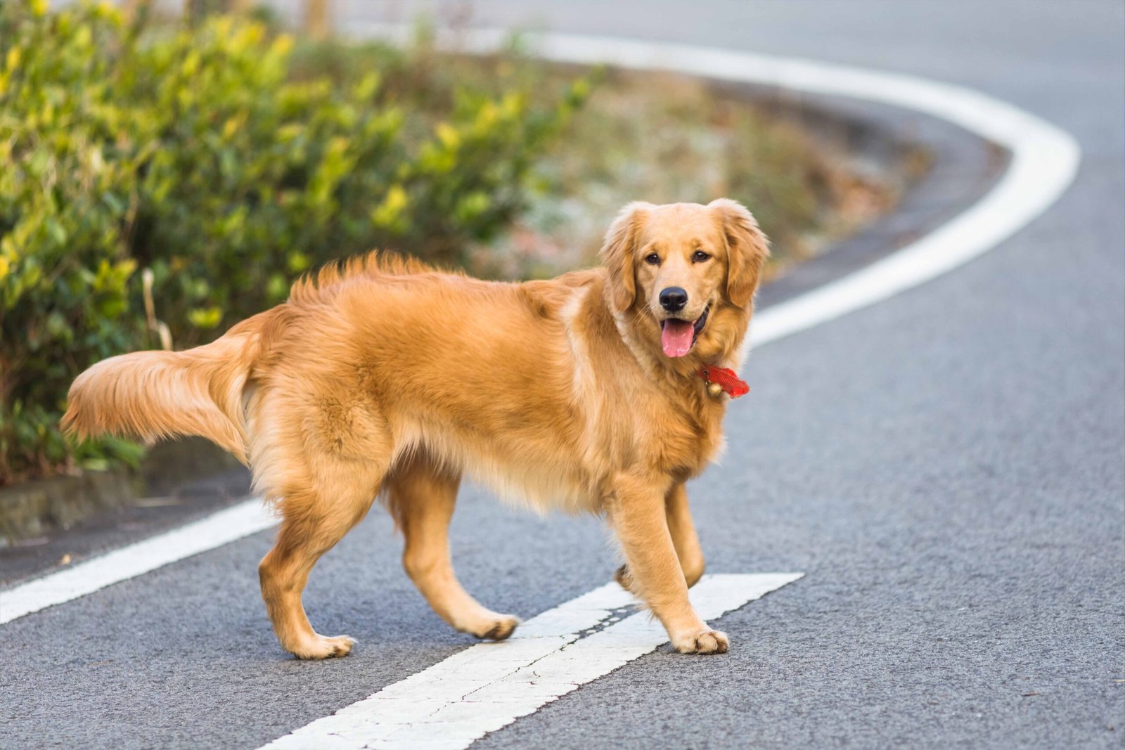 happy-pet-dogs-playing-park-on-the-road