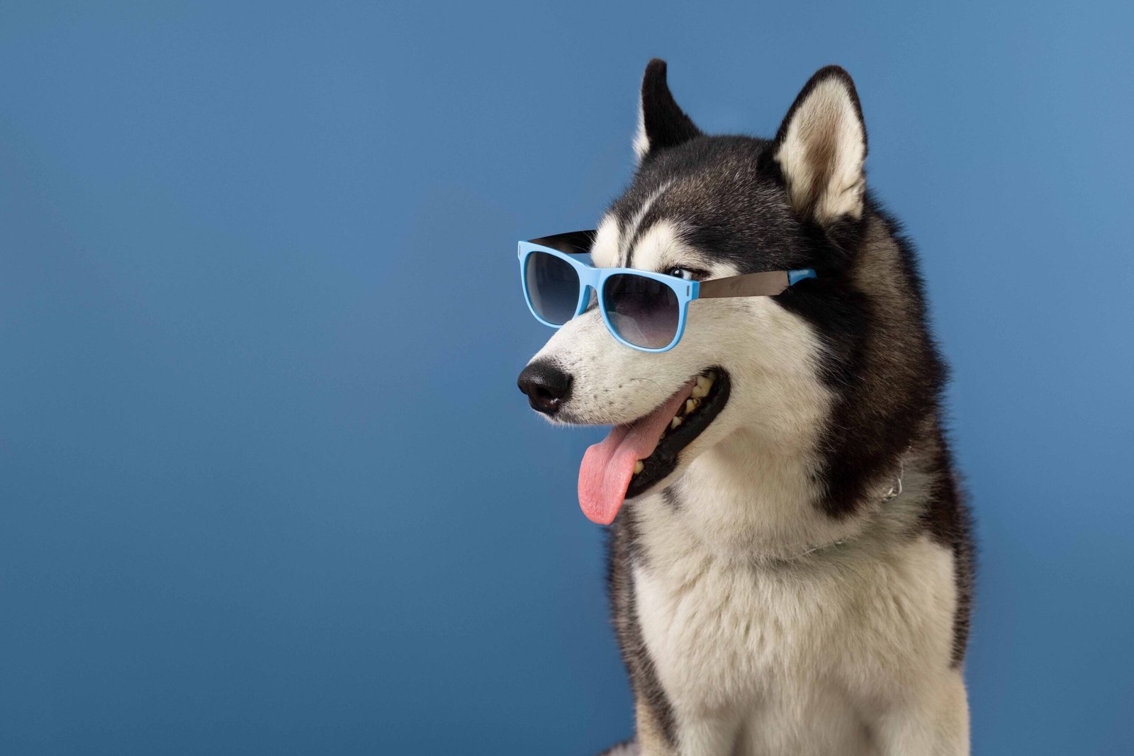 lovely-pet-portrait-isolated