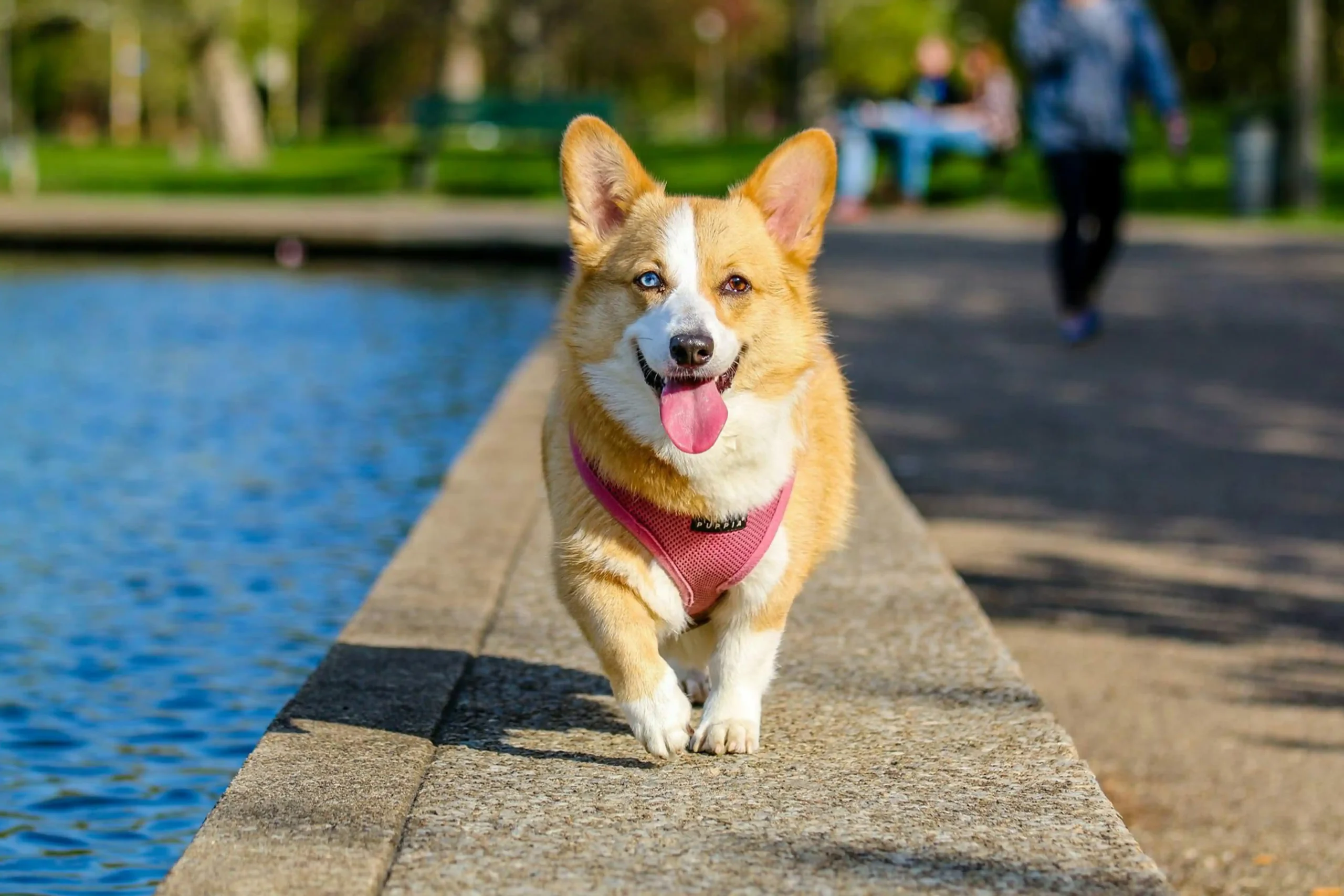 nice-cute-dog-running-while-looking-to-the-camera