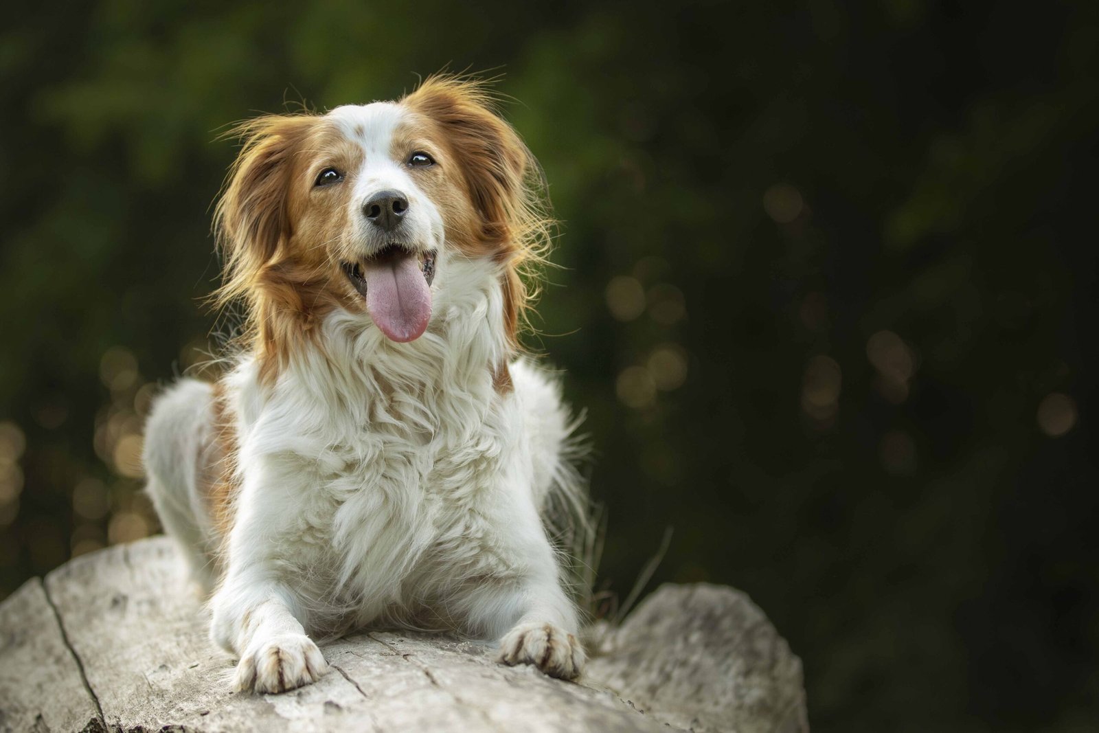 selective-focus-shot-adorable-kooikerhondje-dog
