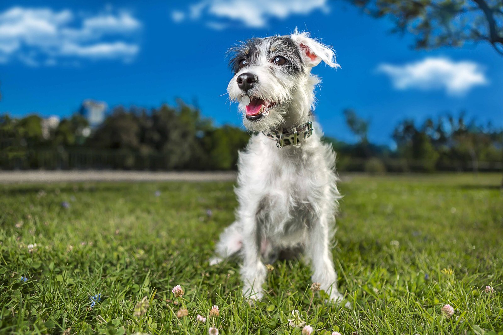 Stop the Fumble: Quick-Release Harness Guide 6 selective-focus-shot-adorable-miniature-schnauzer-nature