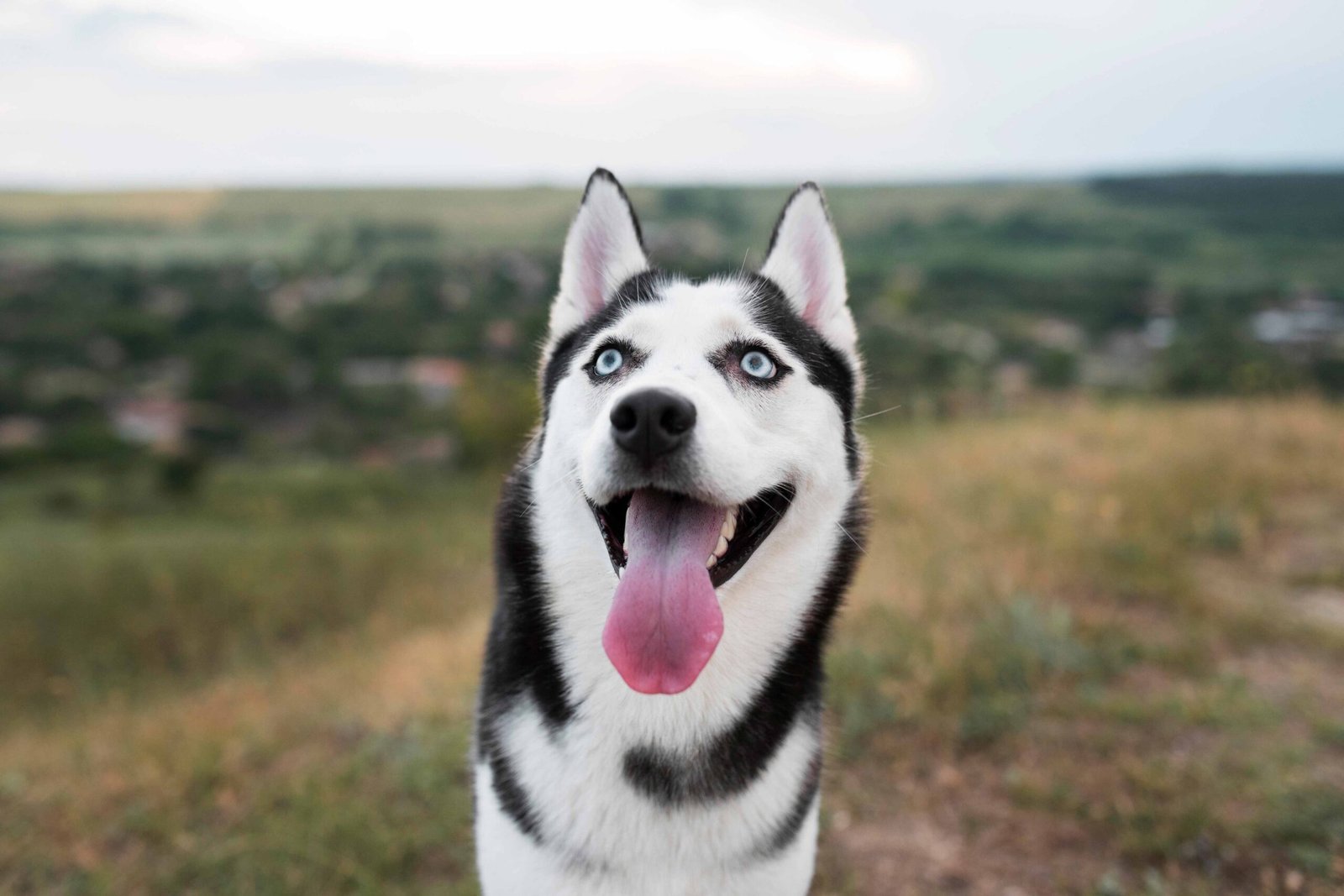 Prong Collar Size Chart: How to Measure Your Dog for a Prong Collar 8 smiley-dog-with-tongue-out-nature