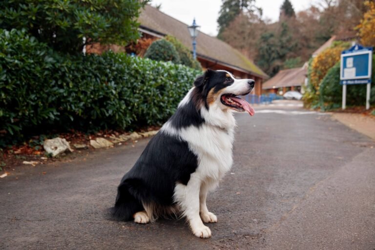 Which Dog Collar Should You Use? A Clear Guide 5 beautiful-border-collie-dog-havin-fun-outsde