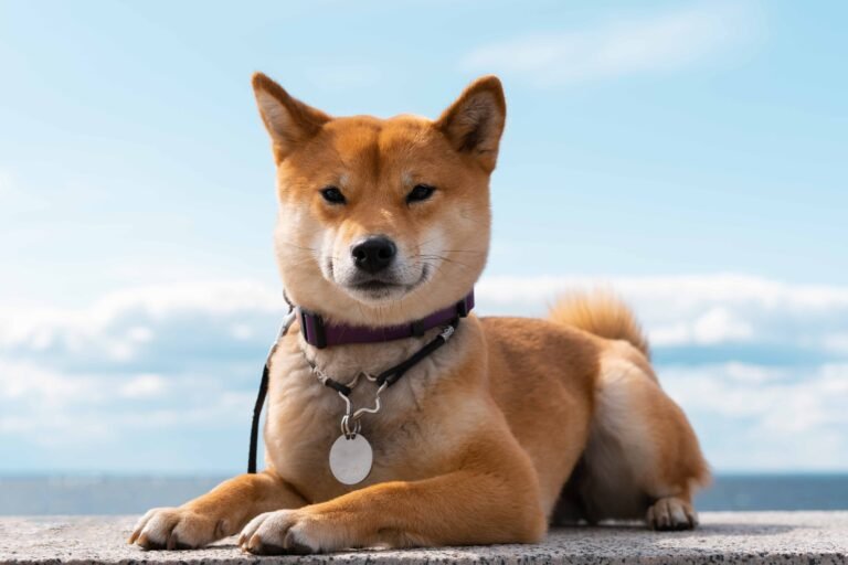 The Right Quick-Release Harness for Your Dog 3 front-view-cute-shiba-inu-dog