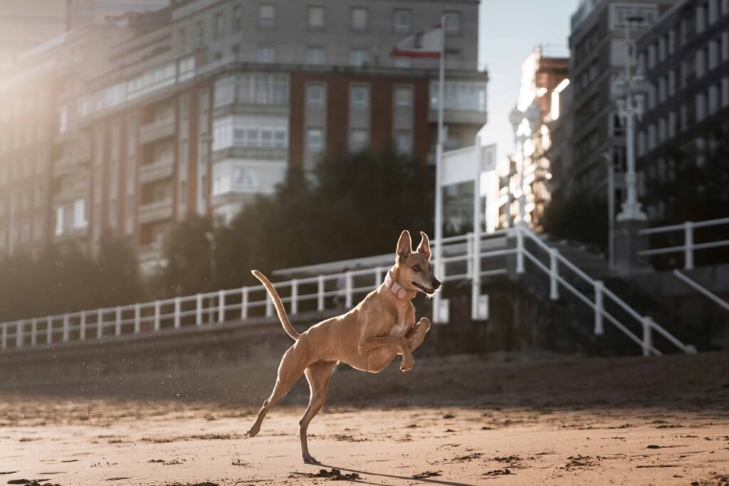 Slip Lead vs Harness: When to Use Which 3 greyhound-dog-running-beach