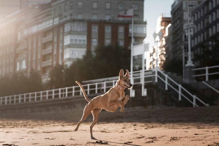 Slip Lead vs Harness: When to Use Which 7 greyhound-dog-running-beach