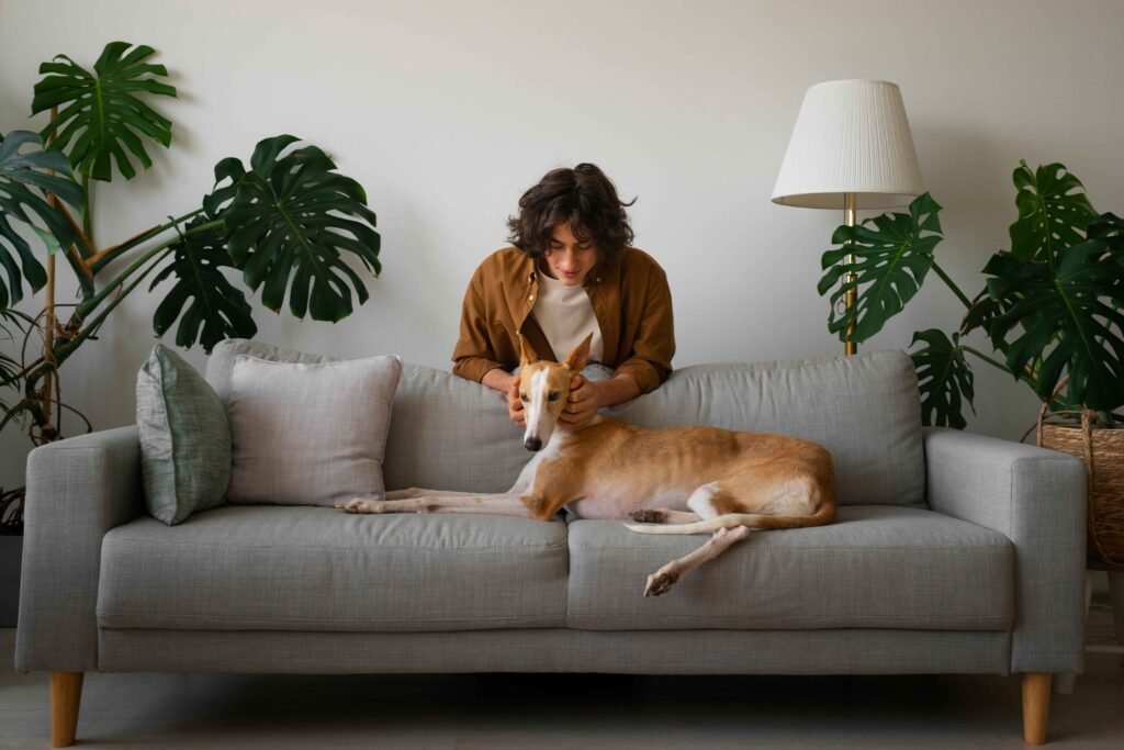 6 Best Dark Red Dog Collars Buyer’s Guide: Strong, Visible, Durable 5 greyhound-dog-with-male-owner-home-couch