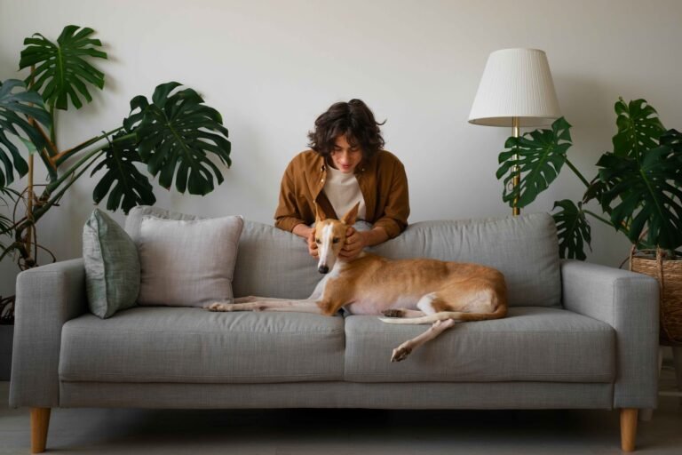 greyhound-dog-with-male-owner-home-couch