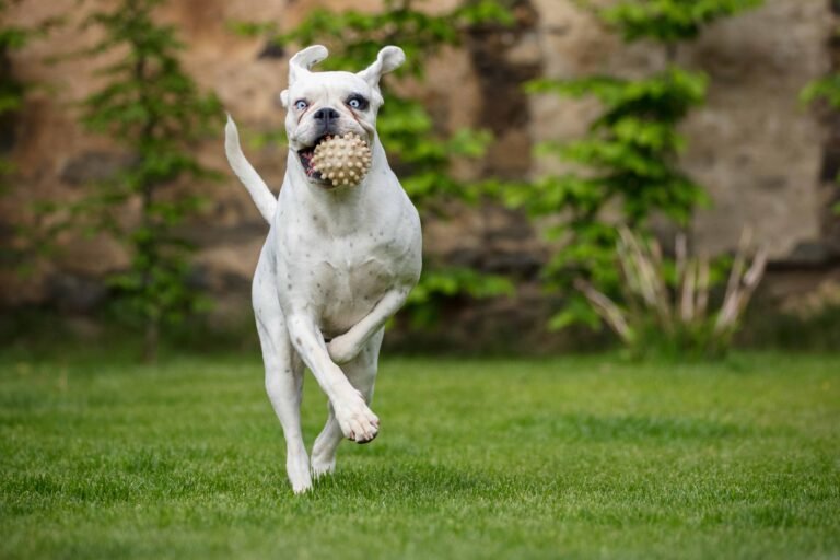 unique-white-german-boxer