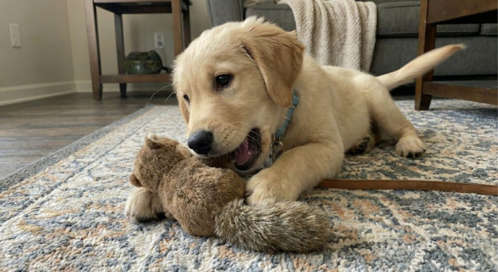 photo-of-Milo's Quick-recovery-five-minutes-later-after-wear-a-collar