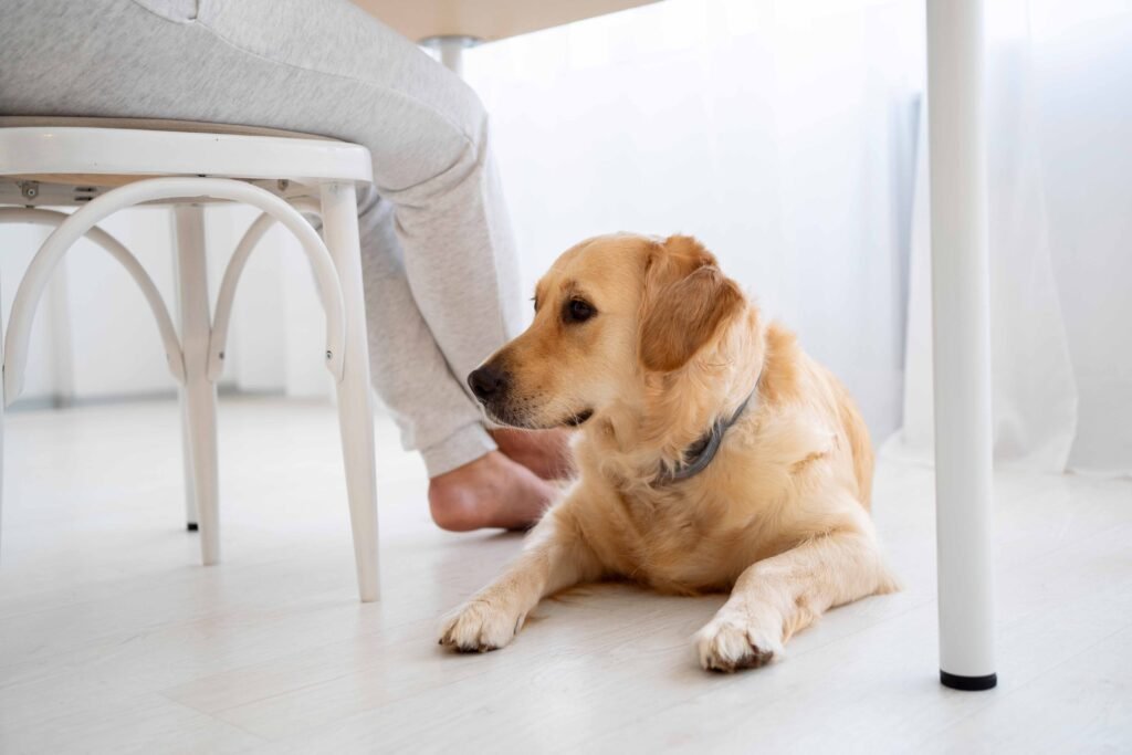 Purple Dog Collars: Best Dark & Light Picks (Buyer’s Guide) 6 photo-of-close-up-owner-cute-dog