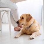 photo-of-close-up-owner-cute-dog