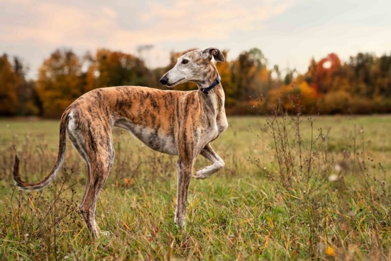 Quick Release Snap Prong Collars and More Safe Training Basics 4 photo-of-greyhound-dog-enjoying-his-walk