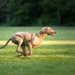 photo-of-selective-focus-shot-adorable-brown-weimaraner-dog