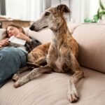 woman-dog-sleeping-couch-high-angle