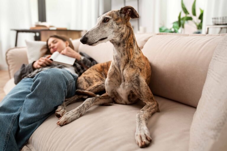 Snap & Clip Dog Collars: Pros, Cons, and Picks 3 woman-dog-sleeping-couch-high-angle