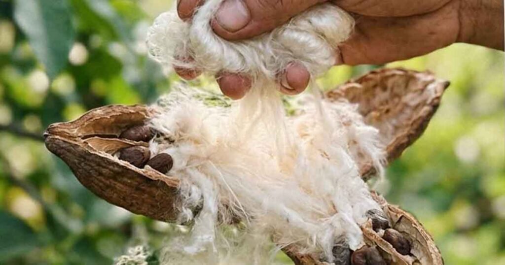 raw-kapok-fiber-harvest-seed-pod