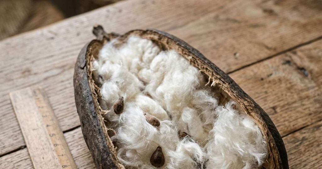 seed pod of a ceiba pentandra tree split open revealing kapok fibers